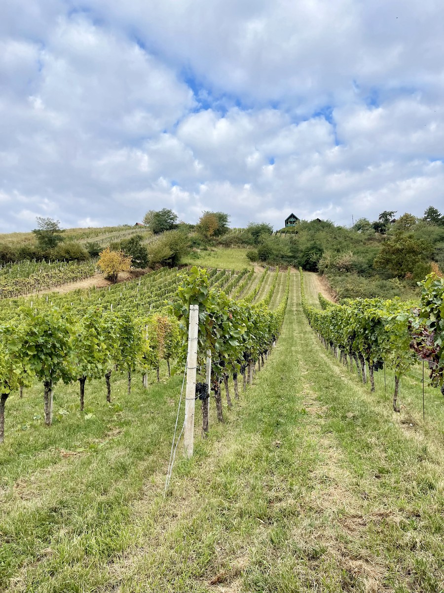 © Videk | Weingarten am Eisenberg vom Weingut Jalits