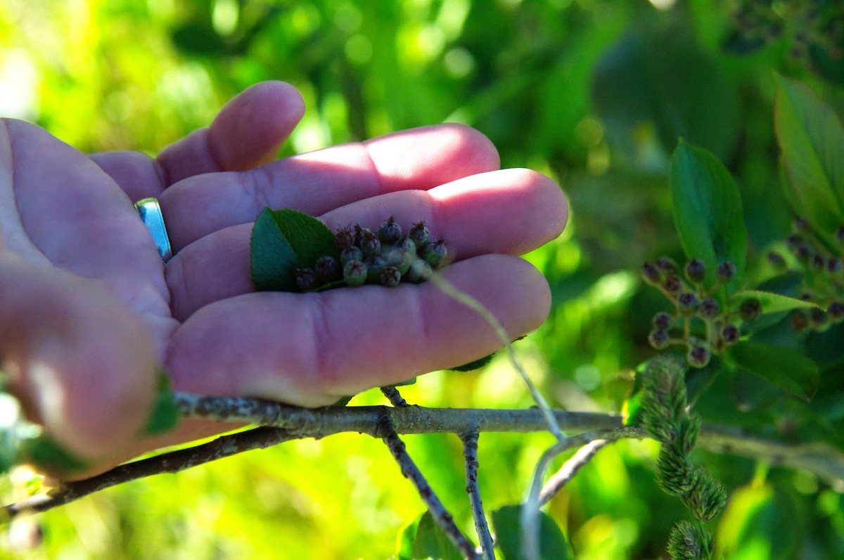 Bild: Videk | Aronia Beerenlese