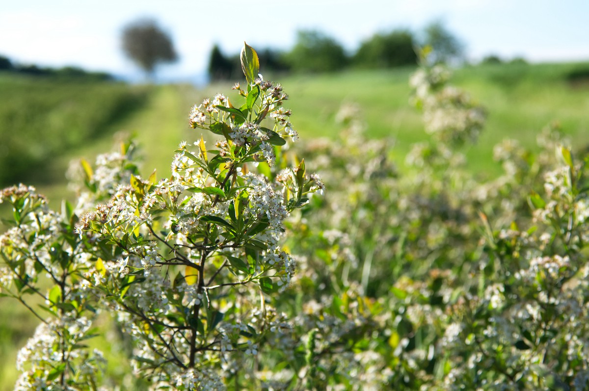 Bild: Videk | Aronia Blüte