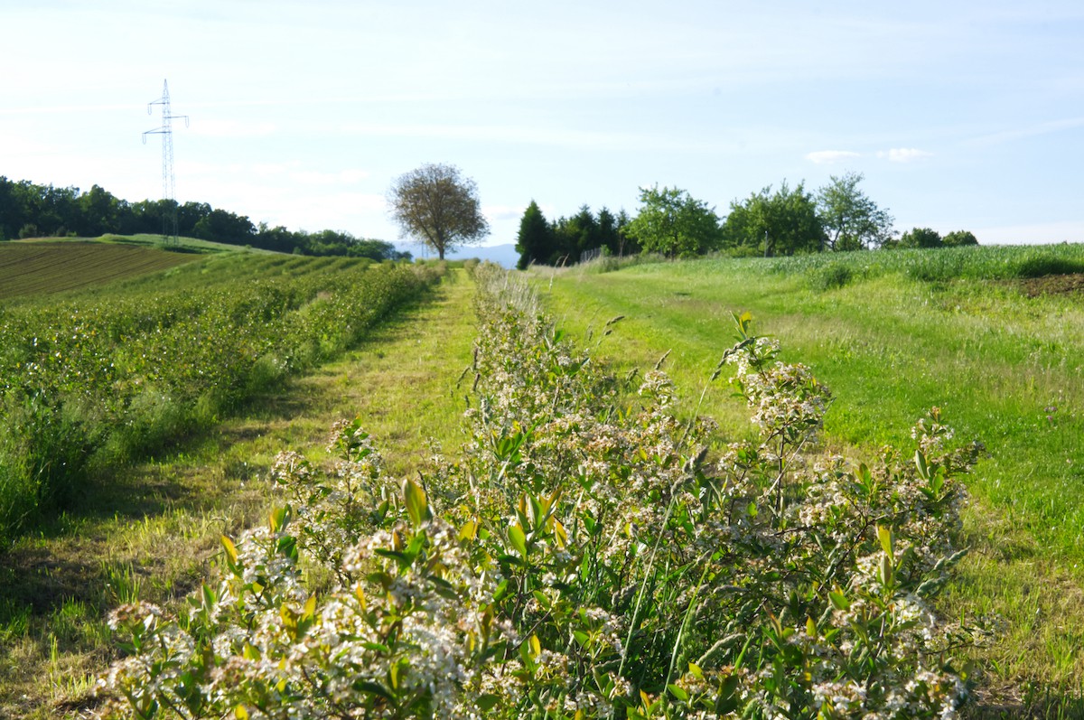 Bild: Videk | Aronia Feld