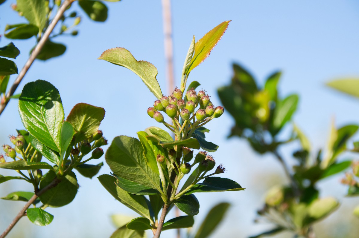 Bild: Videk | Aronia Knospen