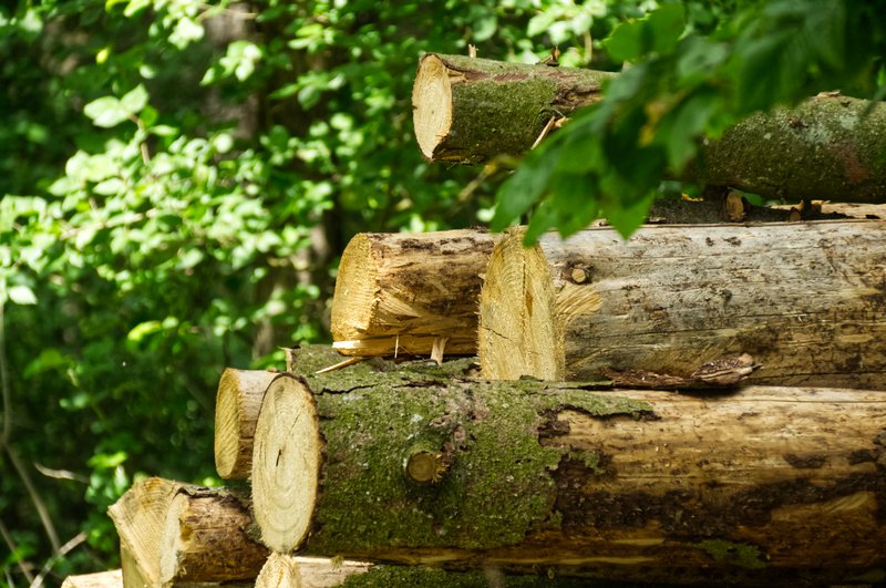 Die Forstwirtschaft - Mit Lisa Münzer über den Lebensraum Wald (Teil 2)