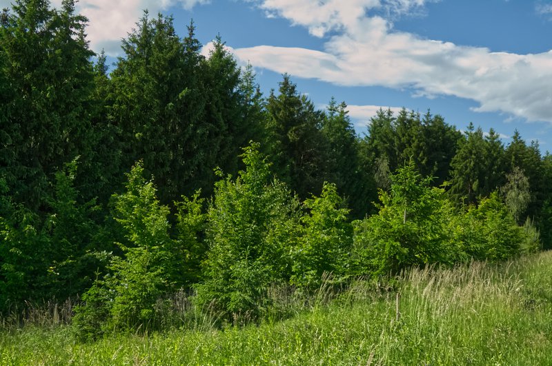 © Videk | Waldverjüngung