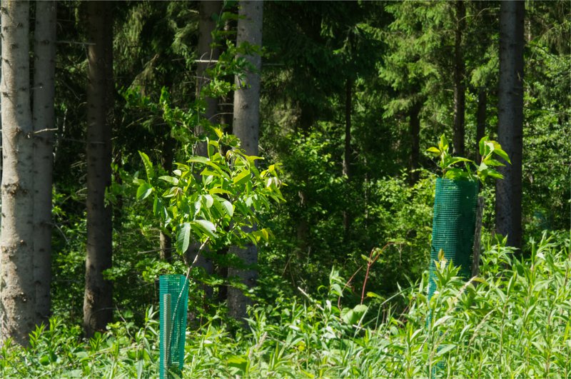 © Videk | Waldverjüngung